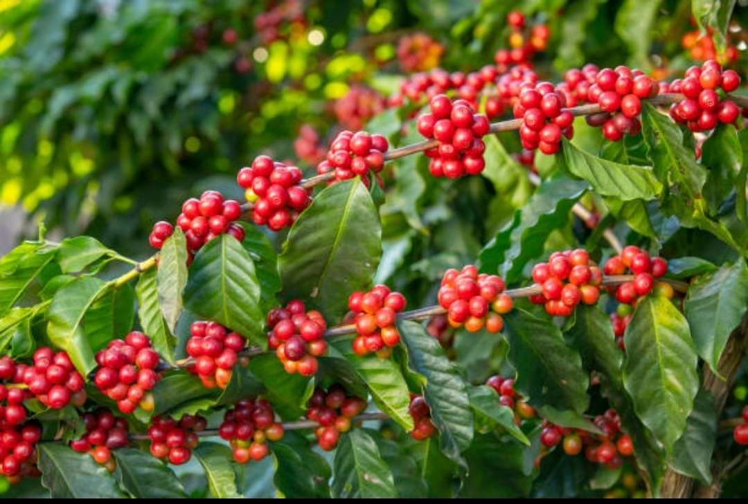 KIRINYAGA COFFEE FARMERS Raise Alarm Over RISING THEFT OF RIPE COFFEE CHERRIES