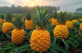 Why Pineapples Take 2-3 Years to Grow: The Slowest Superfruit on Your Plate