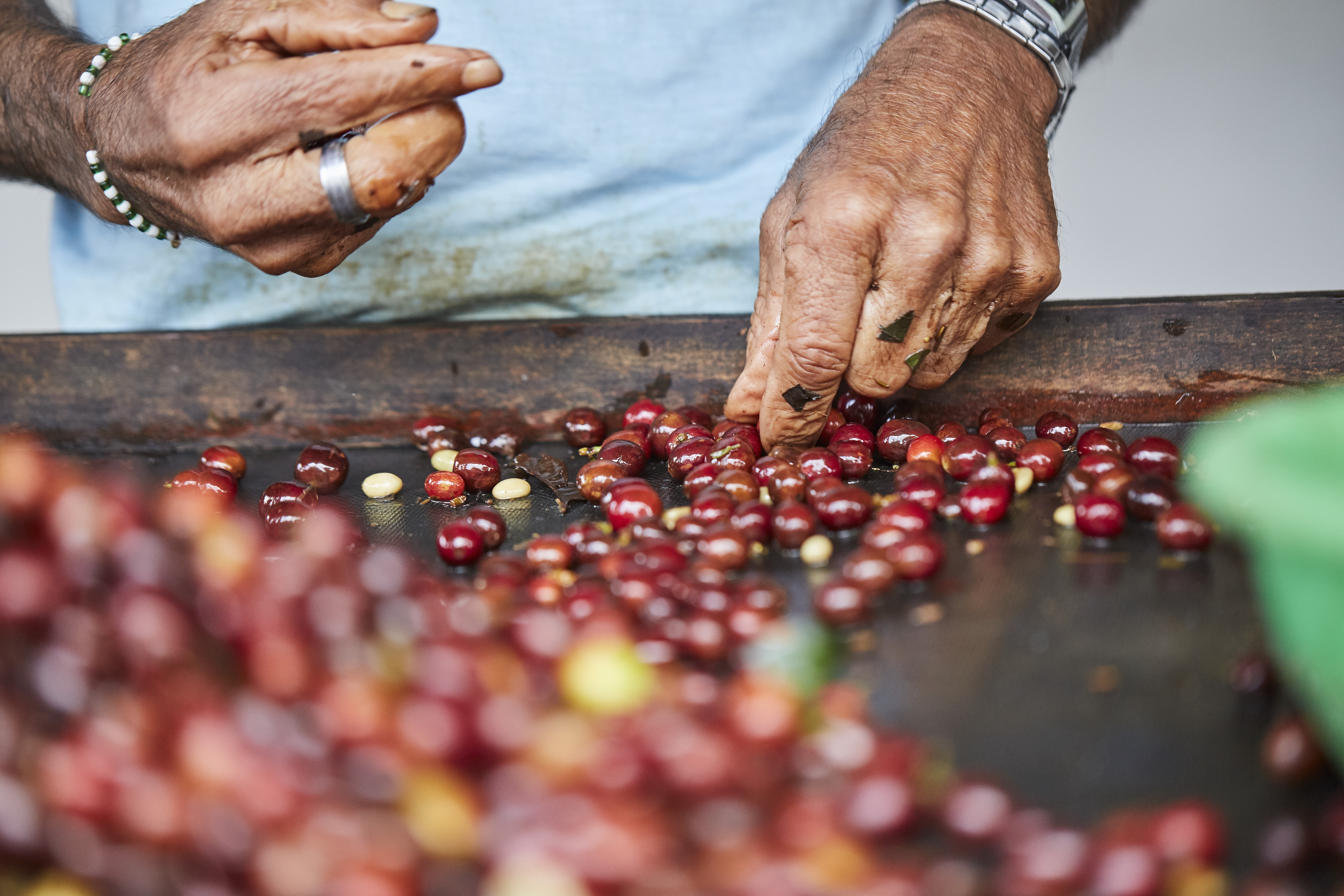 A closeup of man hands sorting coffee fruits after harvest