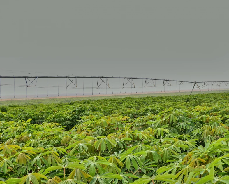 CS Kagwe Announces Gazettement of Galana Kulalu as Special Economic Zone to Boost Agricultural Investment 