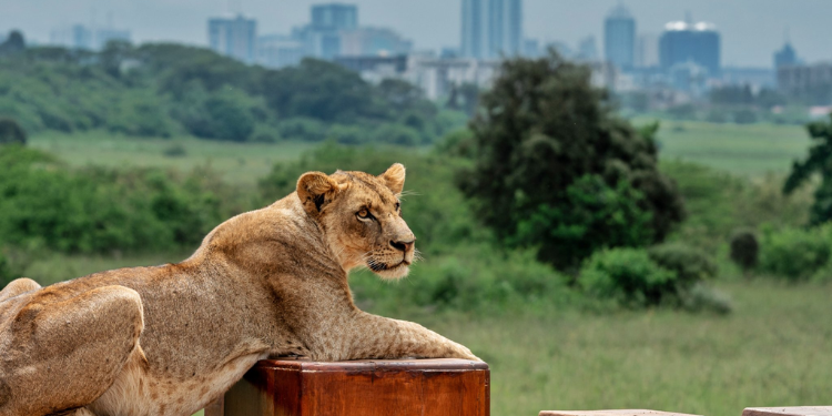Lionesses on the Loose: Panic Grips Nairobi as Park Escape Sparks Indoor Warnings